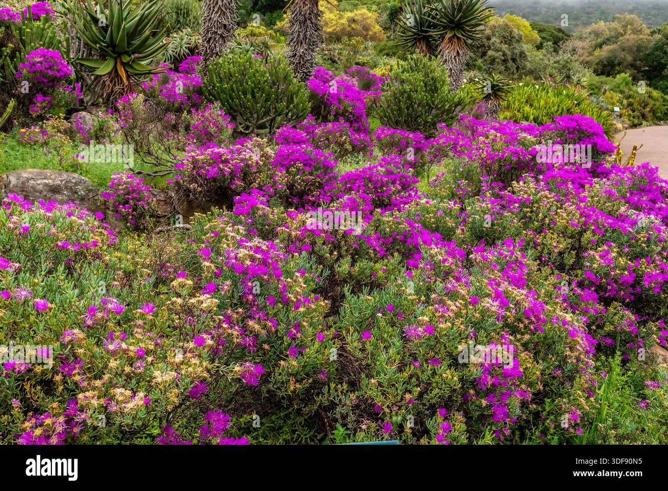 Ein Blick auf eine Vielzahl lebendiger Magenta-Eispflanzen in den botanischen Gärten von kirstenbosch, Südafrika im Frühling Stockfoto