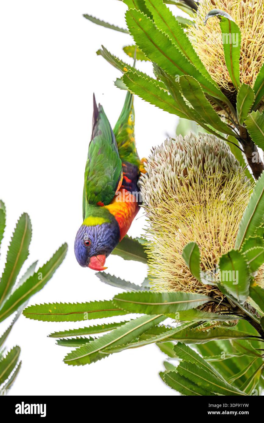 Ein Regenbogenlorikeet (Trichoglossus moluccanus), der kopfüber auf einer Pflanze in den Royal Botanic Gardens, Sydney, New South Wales, Australien, hängt. Stockfoto