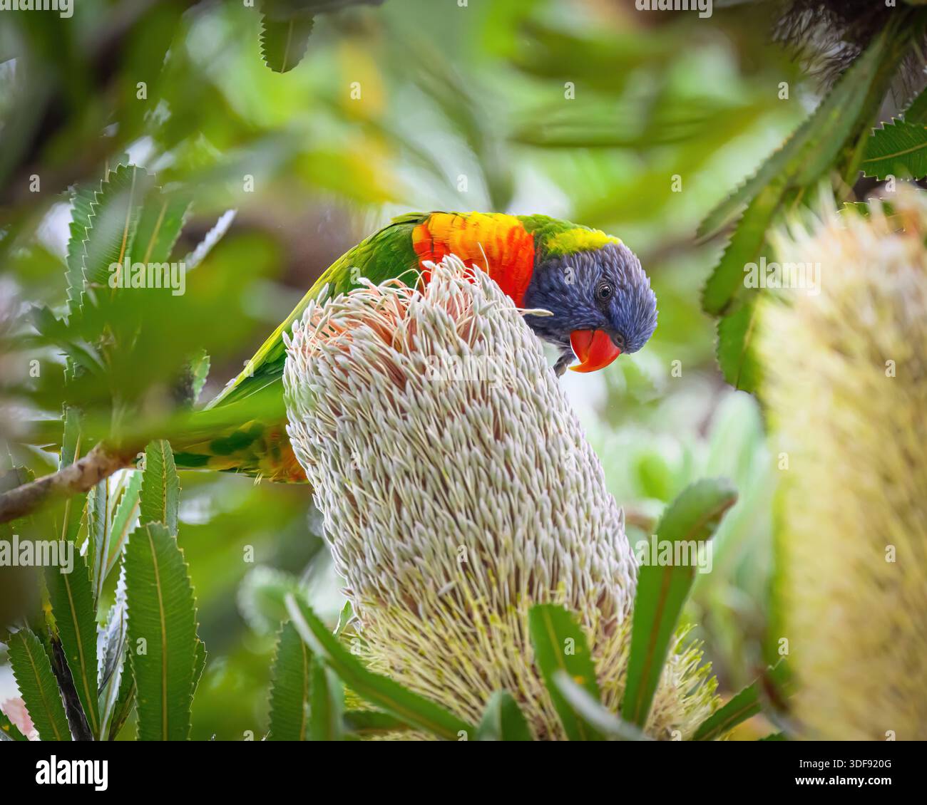 Ein Regenbogenlorikeet (Trichoglossus moluccanus), der in den Royal Botanic Gardens, Sydney, New South Wales, Australien, nach Nahrung sucht. Stockfoto