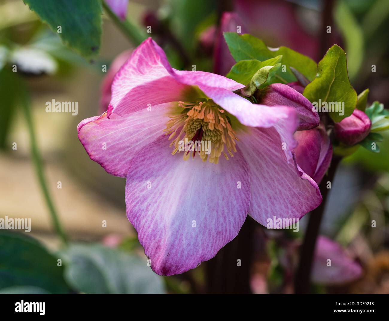 Einzelne rosafarbene Blume des Winters bis zum frühen Frühjahr blühende ausdauernde Fastenrose, Helleborus x orientalis „Walburton's Rosmarin“ Stockfoto