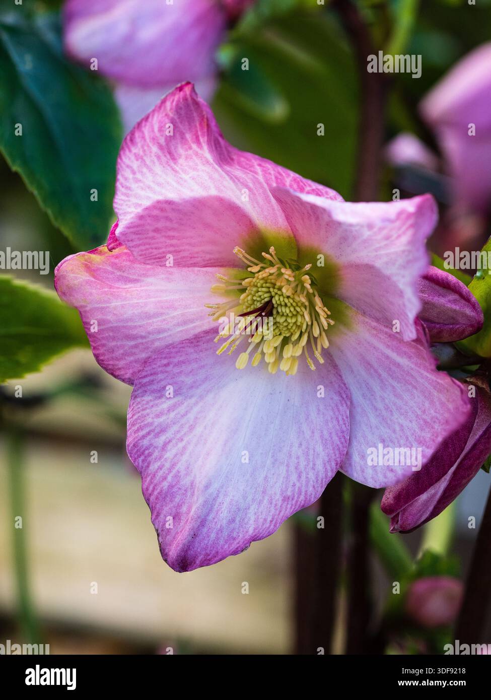 Einzelne rosafarbene Blume des Winters bis zum frühen Frühjahr blühende ausdauernde Fastenrose, Helleborus x orientalis „Walburton's Rosmarin“ Stockfoto