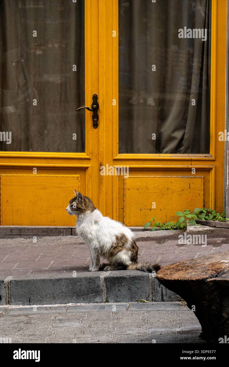 Weiße und Ingwerkatze, die im Profil vor einer orangen Tür sitzt. Stockfoto