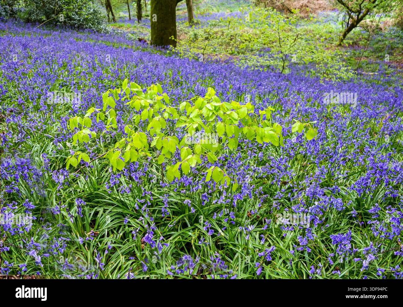Die Blätter der Blauglocken (Hyacinthoides non-scripta) und der Buche (Fagus) in einem englischen Wald im Frühjahr, Staffordshire, England, Großbritannien Stockfoto