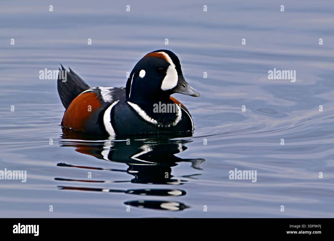 Eine männliche Harlekin-Ente, "Histrionicus histrionicus", schwimmt in den pazifischen Küstengewässern von British Columbia Kanada Stockfoto