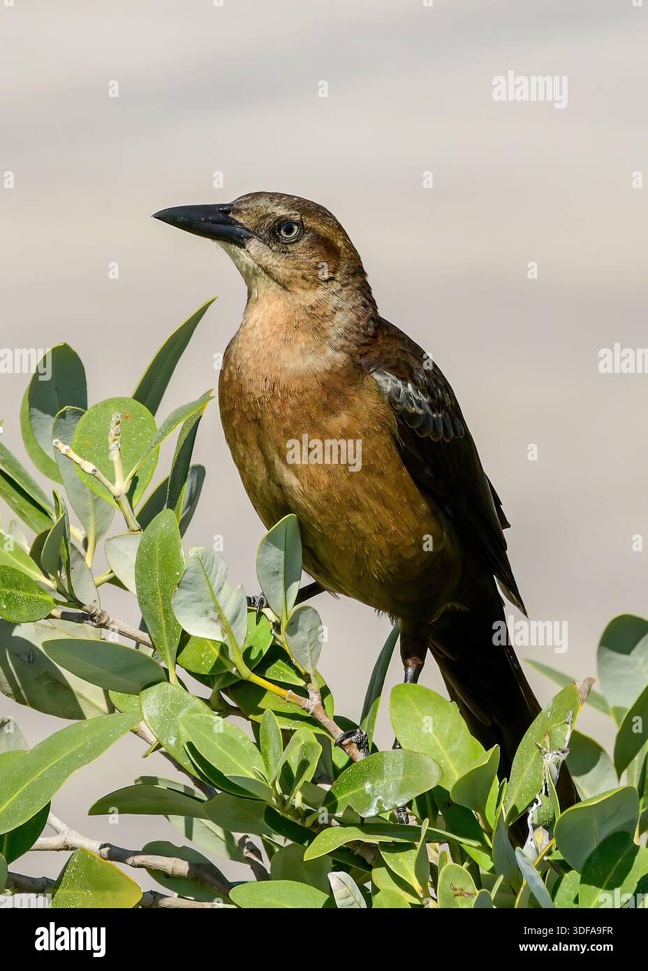 Boot-Schwanz-Grackle auf einem Baum thront Stockfoto