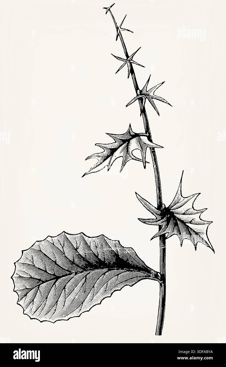 Alle Stadien der Blattentfaltung auf einem Ast von Berberis vulgaris. Antike Illustration Stockfoto