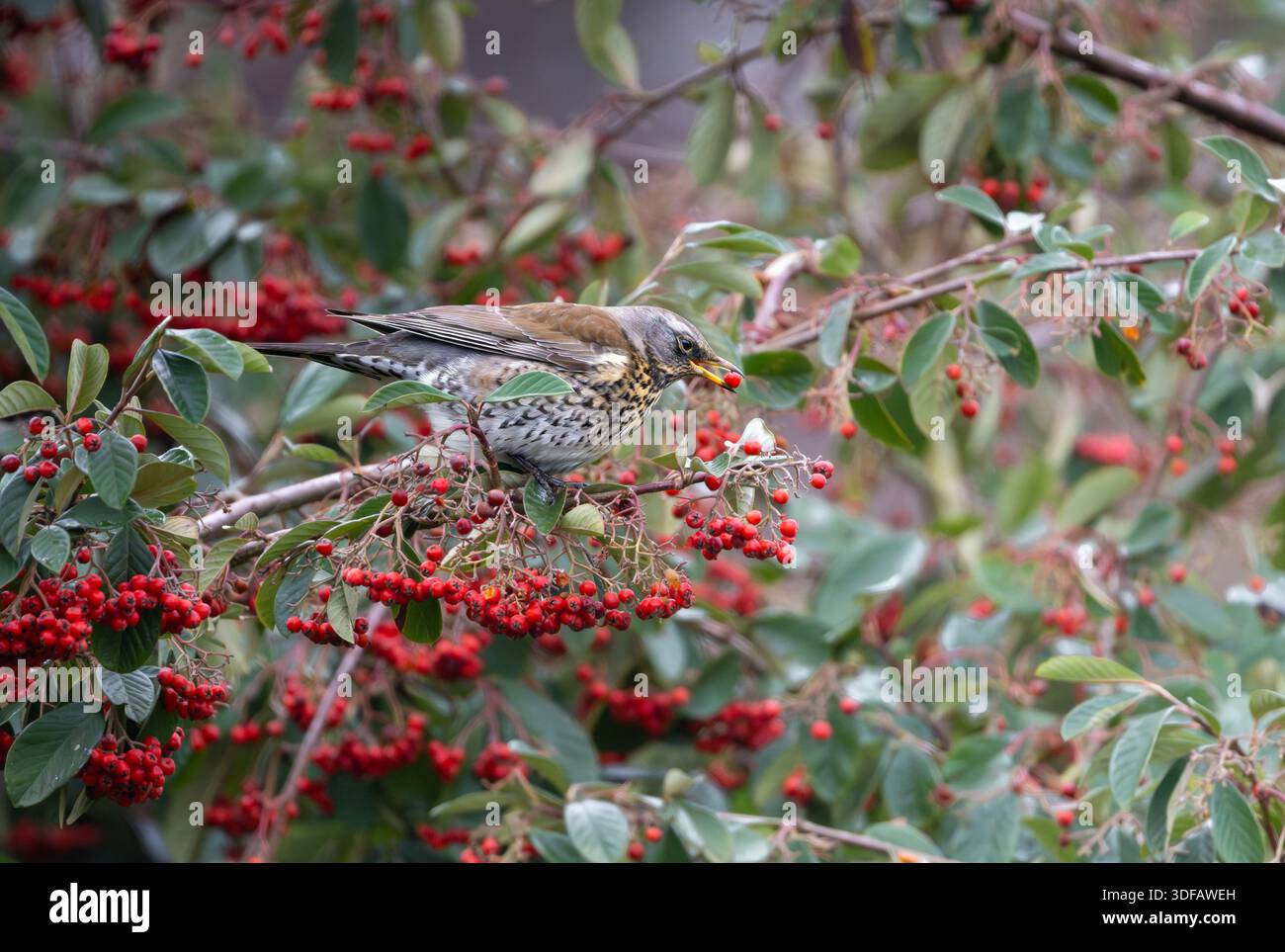 Ein Fieldfare Turdus pilaris, der in einem Norfolk-Garten Cotoneaster-Beeren ernährt. Norfolk, Großbritannien Stockfoto