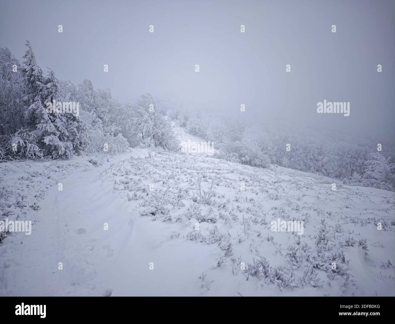 Schwere Winterbedingungen auf dem Berg Jasło, Bieszczady, Polen. Extremer Raureif und Reimeis bedecken Vegetation in einer nebeligen, gefrorenen Landschaft. Stockfoto
