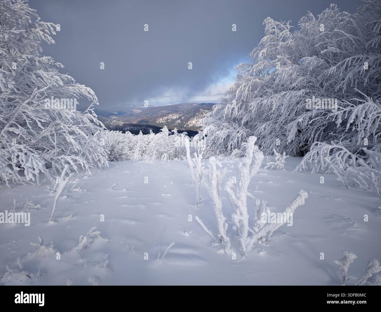 Schwere Winterbedingungen auf dem Berg Jasło, Bieszczady, Polen. Extremer Raureif und Reimeis bedecken Vegetation in einer nebeligen, gefrorenen Landschaft. Stockfoto