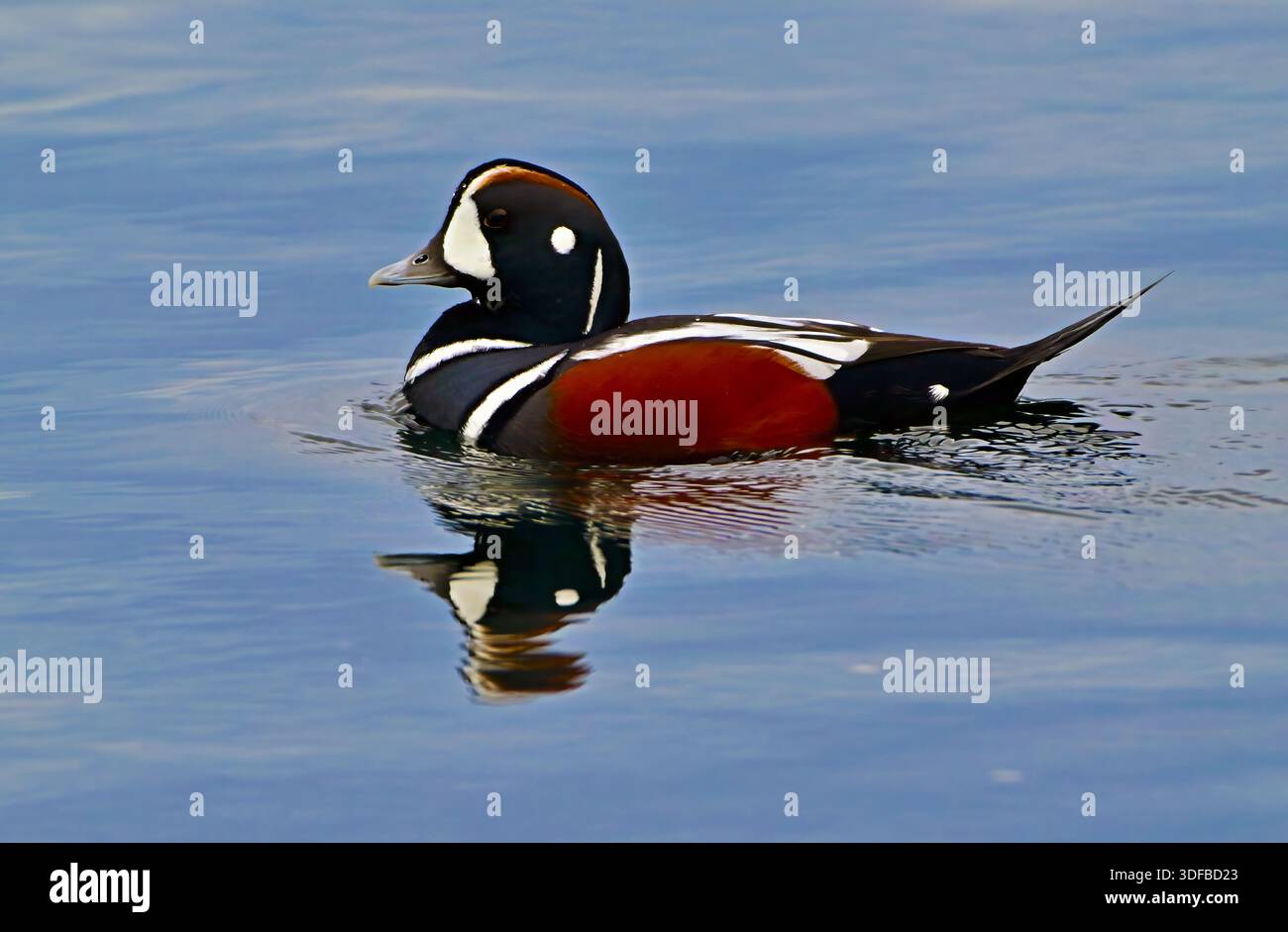 Eine männliche Harlekin-Ente, „Histrionicus histrionicus“, schwimmt in den pazifischen Küstengewässern von British Columbia Kanada Stockfoto