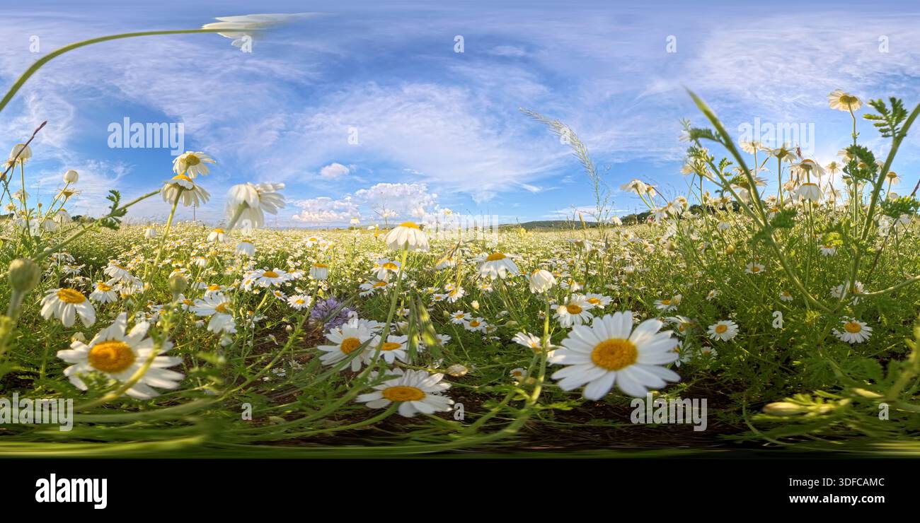Daisy Field, Kamillenwiese, blauer Himmel mit weißen Wolken über einer weiten Frühlingsblumenlandschaft, aus einem niedrigen Winkel betrachtet Stockfoto
