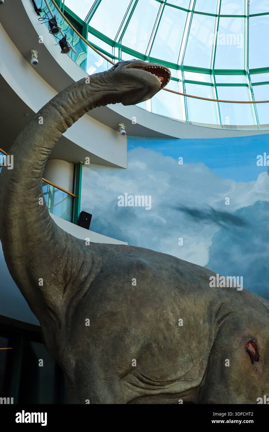 Lebensgroßes Sauropoden-Dinosaurier-Modell, das in Innenräumen gezeigt wird, mit enormer Größe und realistischer prähistorischer Rekonstruktion. Stockfoto