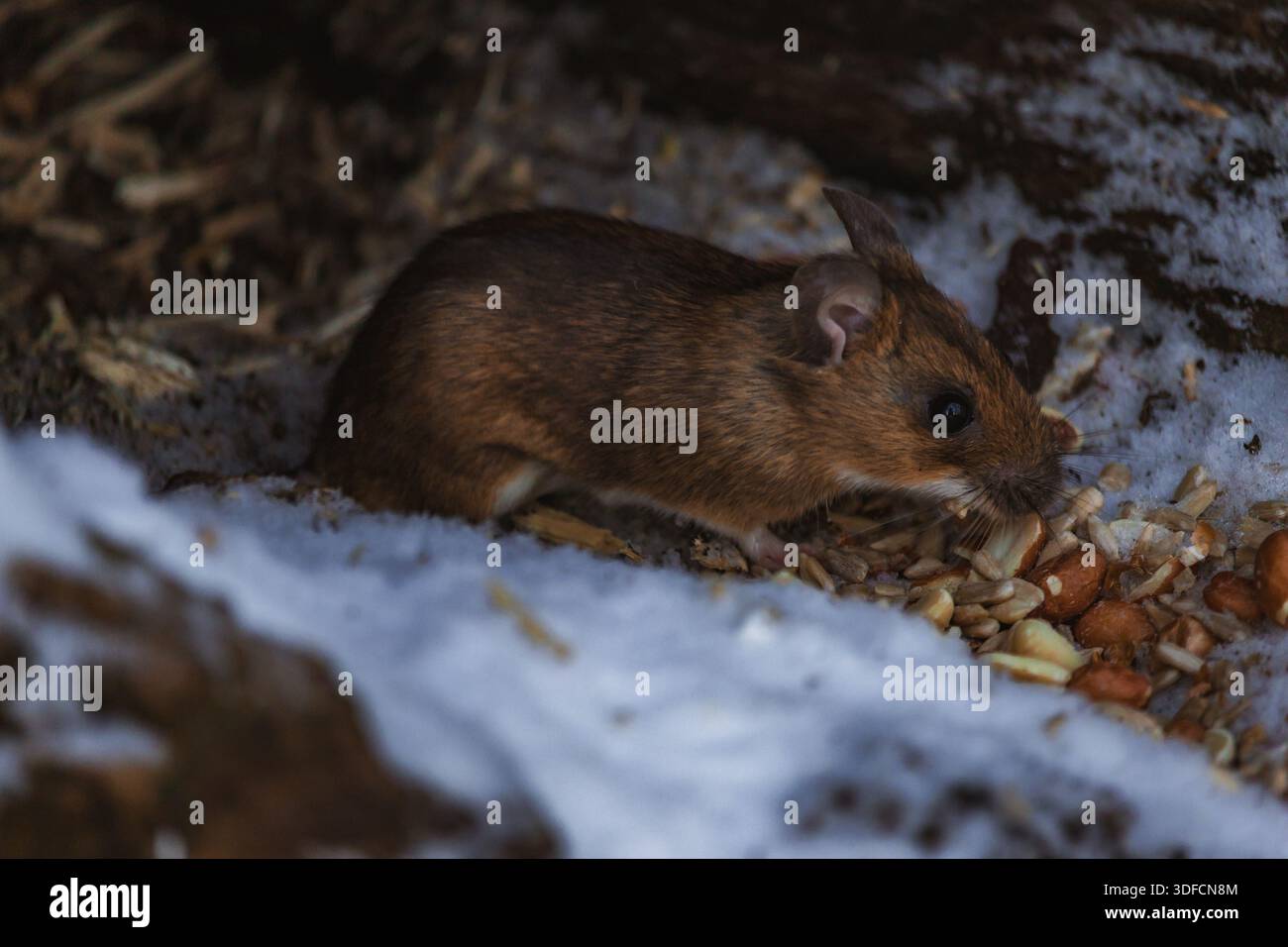 Foto einer Waldmaus oder Feldmaus in einer natürlichen Umgebung im Freien. Das Bild zeigt ein kleines wildes Nagetier zwischen Gras- oder Waldelementen, Highlighti Stockfoto