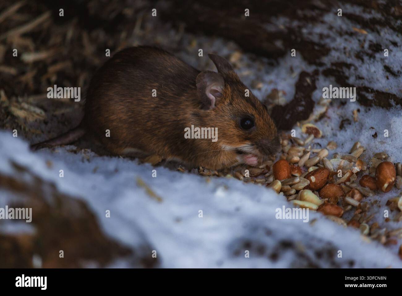 Foto einer Waldmaus oder Feldmaus in einer natürlichen Umgebung im Freien. Das Bild zeigt ein kleines wildes Nagetier zwischen Gras- oder Waldelementen, Highlighti Stockfoto
