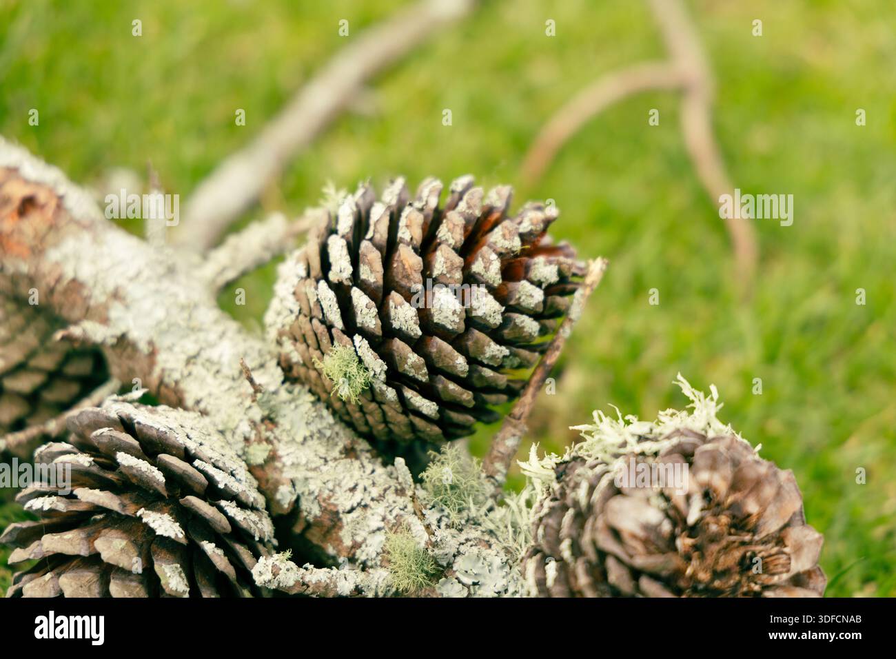 Flechten Bedeckt Kiefernzapfen, Gefallener Zweig Stockfoto