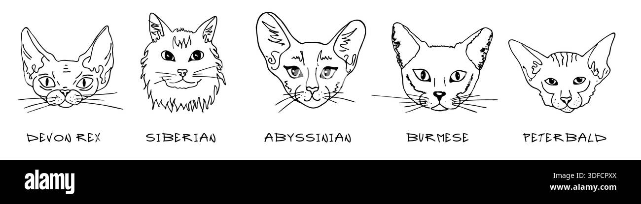 Kritzelköpfe verschiedener Rassen, Katzenset. Devon rex, sibirien, abessinier, birmanisch, Peterbald Stock Vektor