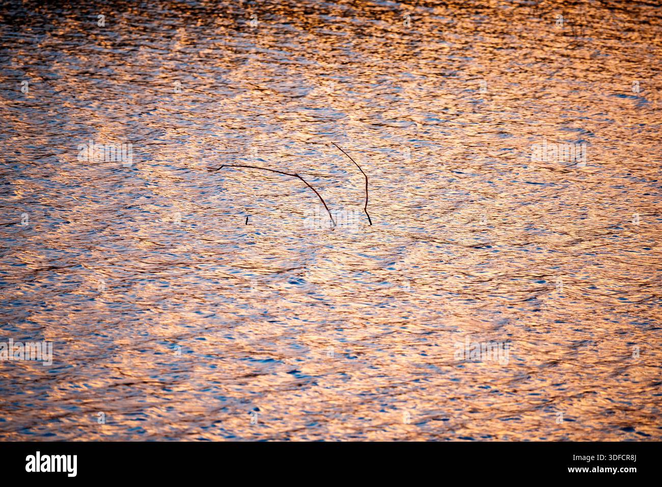 Dünne, trockene Zweige treten aus dem Wasser hervor und bilden feine Muster gegen die strukturierten, goldenen Reflexe des Sonnenuntergangs auf dem Reservoir. Stockfoto