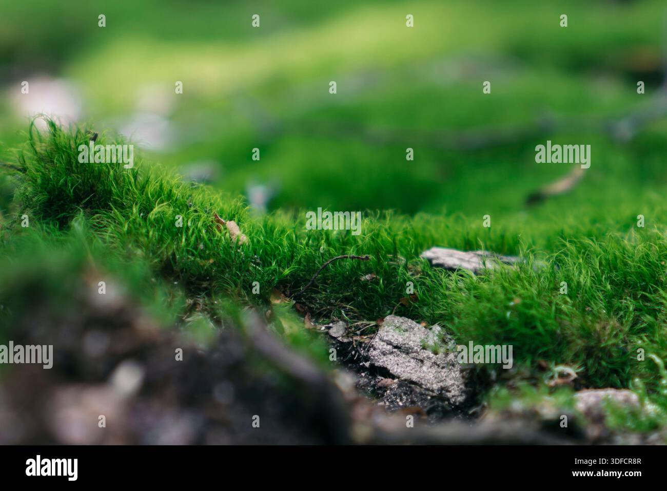 Üppiges und lebendiges grünes Moos, das auf einem Waldboden wächst. Geringe Schärfentiefe. Weiche Texturen und ein schönes unscharfes Hintergrundbokeh. Stockfoto