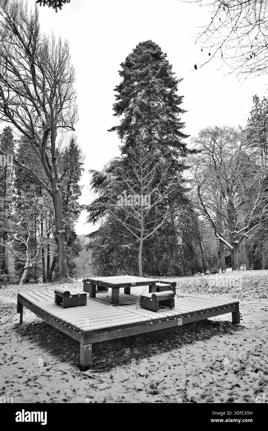 Erhöhte Hölzerne Plattform Mit Bänken, Großer Immergrüner Baum Verankerungshintergrund, Leichtes Schneestäuben Auf Deck, Stockfoto