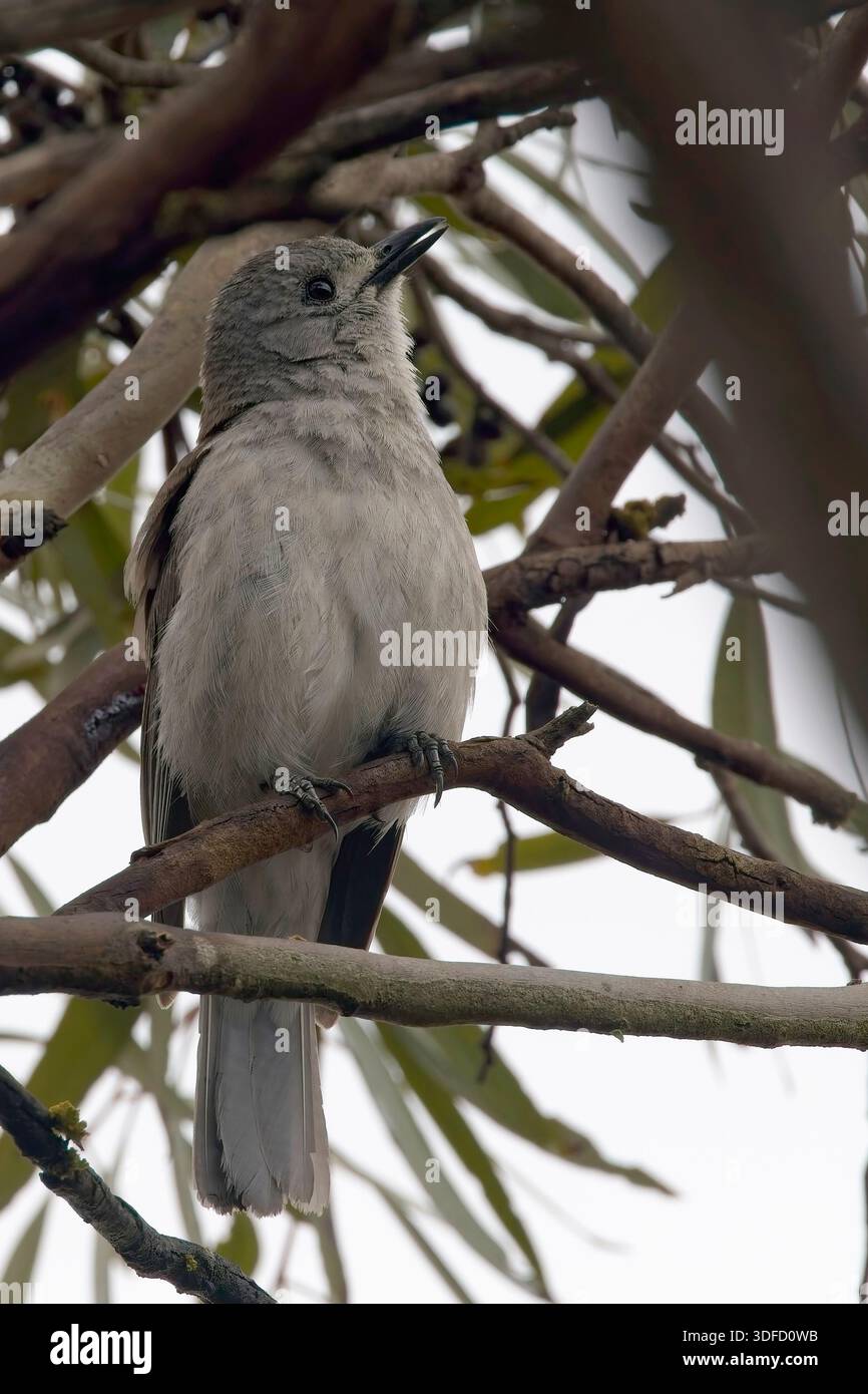 Grey Shrike-Thrush (Shrikethrush, Colluricinclua harmonica), männlicher Gesang in einem Baum, Belair National Park, South Australia. Stockfoto