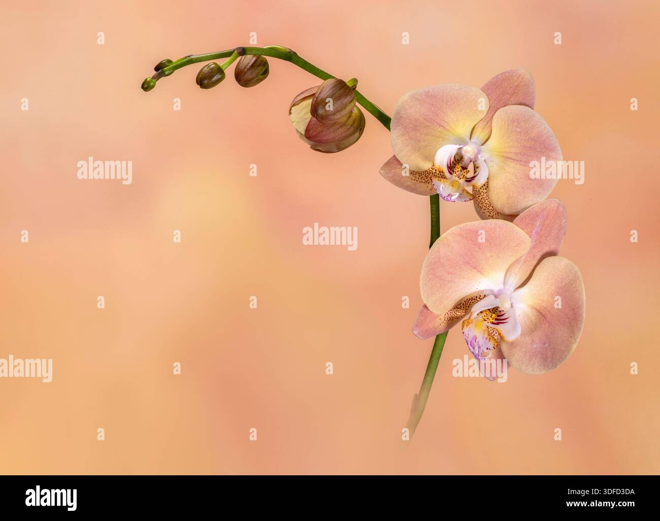Eine orangene Phalaenopsis, auch bekannt als die MottenOrchidee, fotografiert vor einem komplementären orangen Hintergrund Stockfoto