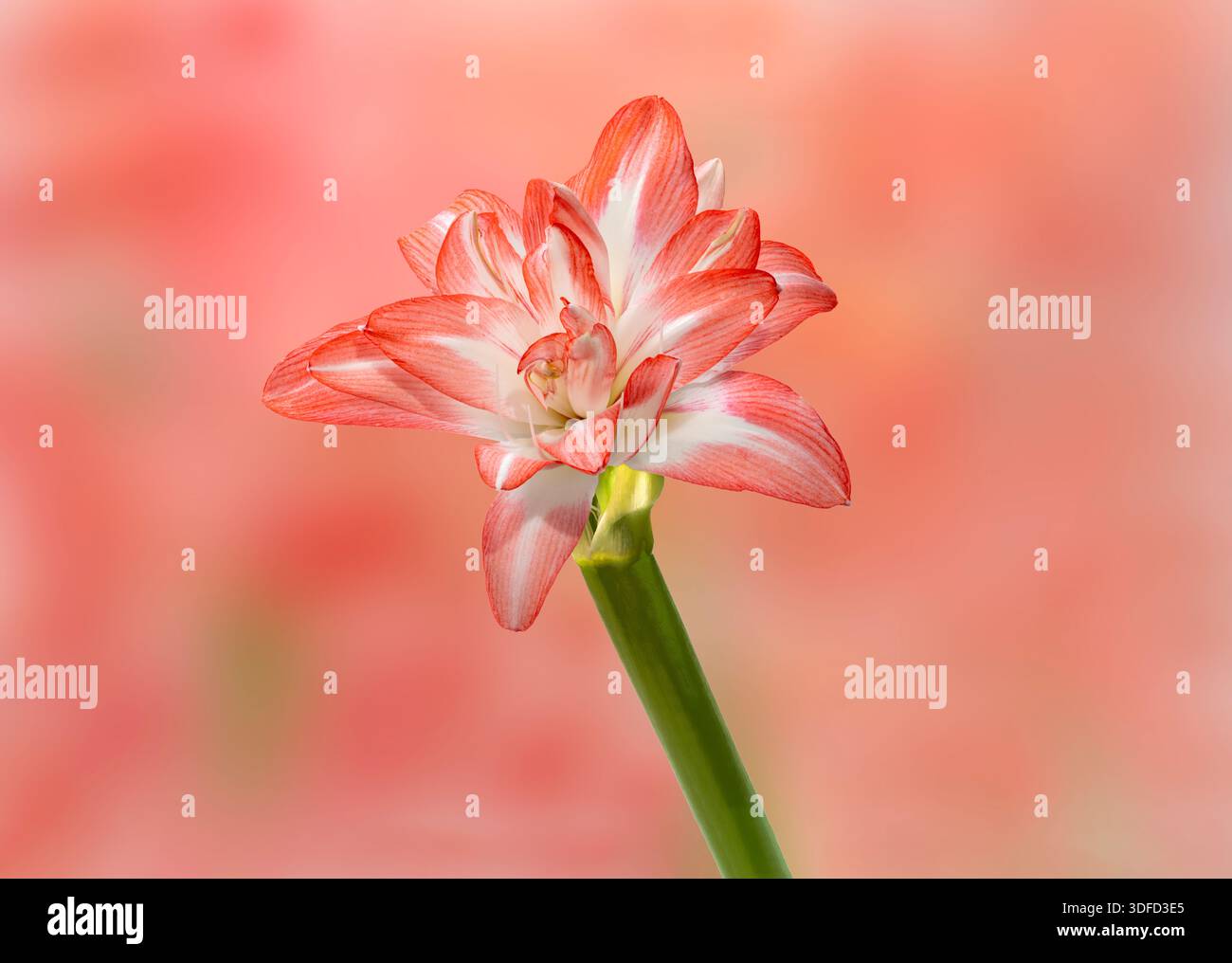 Eine wunderschöne rot-weiße amaryllis-Blume, fotografiert vor einem komplementären rosafarbenen Hintergrund Stockfoto