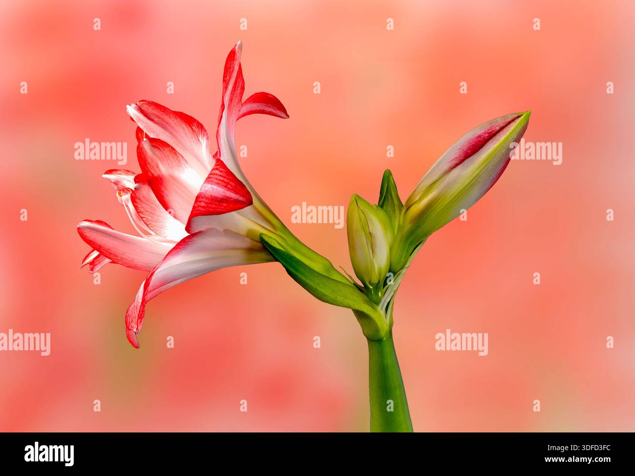 Eine wunderschöne rot-weiße amaryllis-Blume, fotografiert vor einem komplementären rosafarbenen Hintergrund Stockfoto