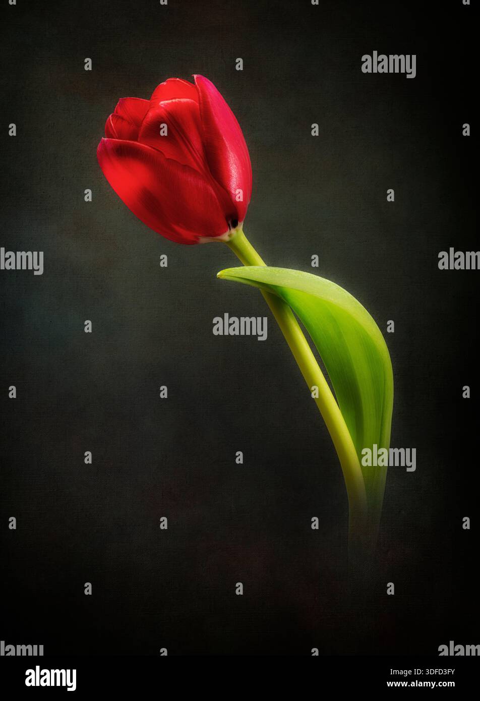 Eine wunderschöne einsame rote Tulpenblüte, fotografiert vor dunklem Hintergrund Stockfoto