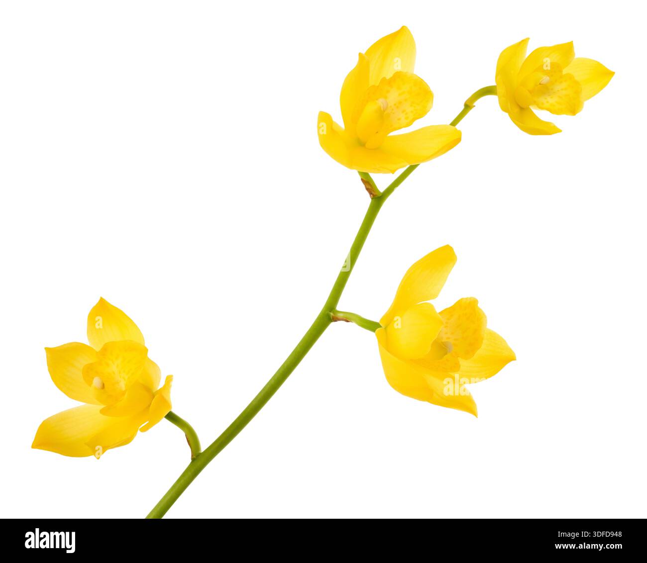 Gelbe Orchideenblüten isoliert auf weißem Hintergrund Stockfoto