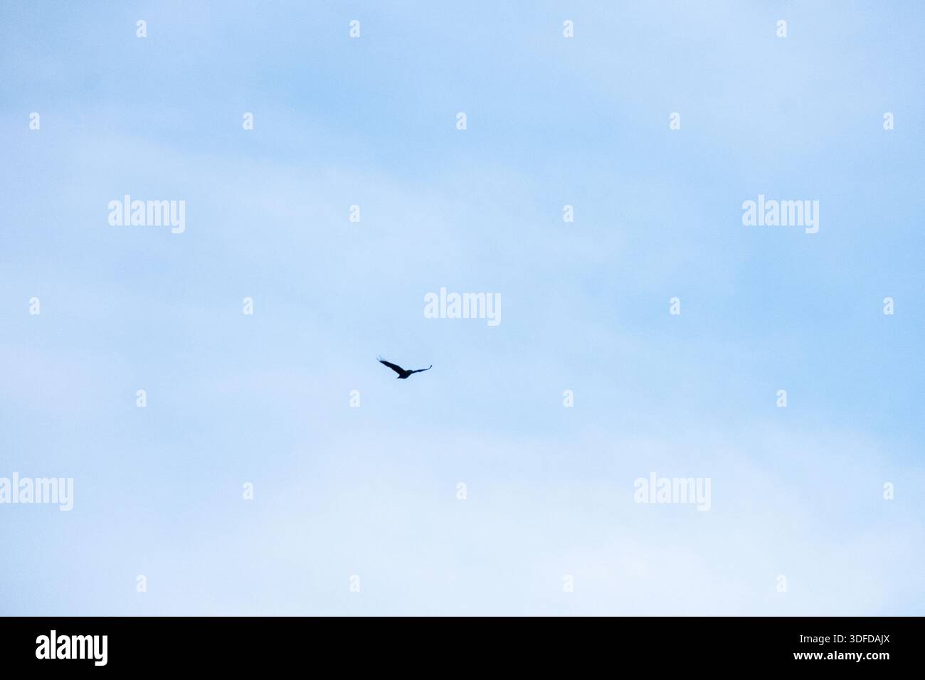 Hintergrundbild eines nicht identifizierten Raubvogels (Aves, mögliche Accipitridae-Familie), der hoch am Himmel über Castelnou in Occitanie in Frankreich fliegt Stockfoto