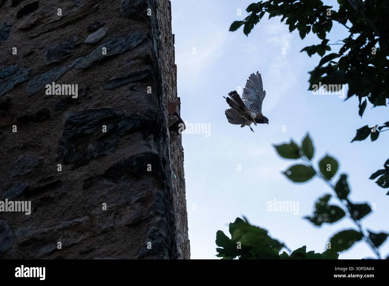 Hinterleuchtetes Bild eines Vogelfalken, der am 23. Juni 2023 in der Nähe eines Steinturms in Castelnou in Occitanie in Frankreich abhob. Die Szene enthält eine Silhouette aus Laub Stockfoto