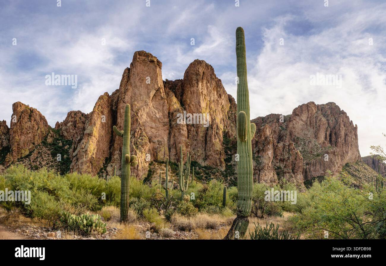 Saguaro-Kaktus in bergigem Wüstenpanorama Stockfoto