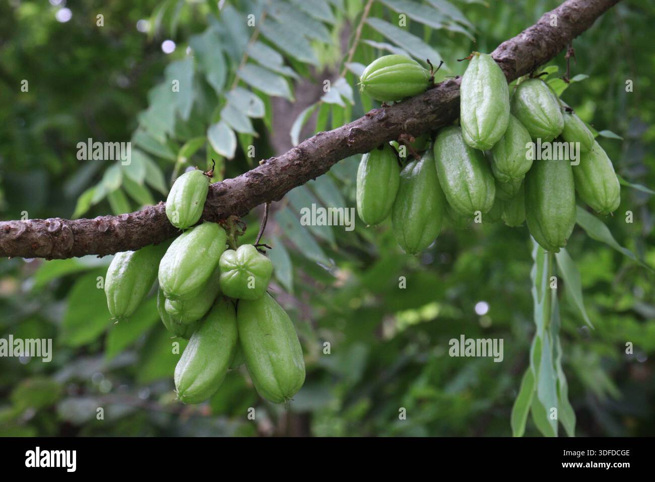 Averrhoa bilimbi am Baum zur Ernte Stockfoto
