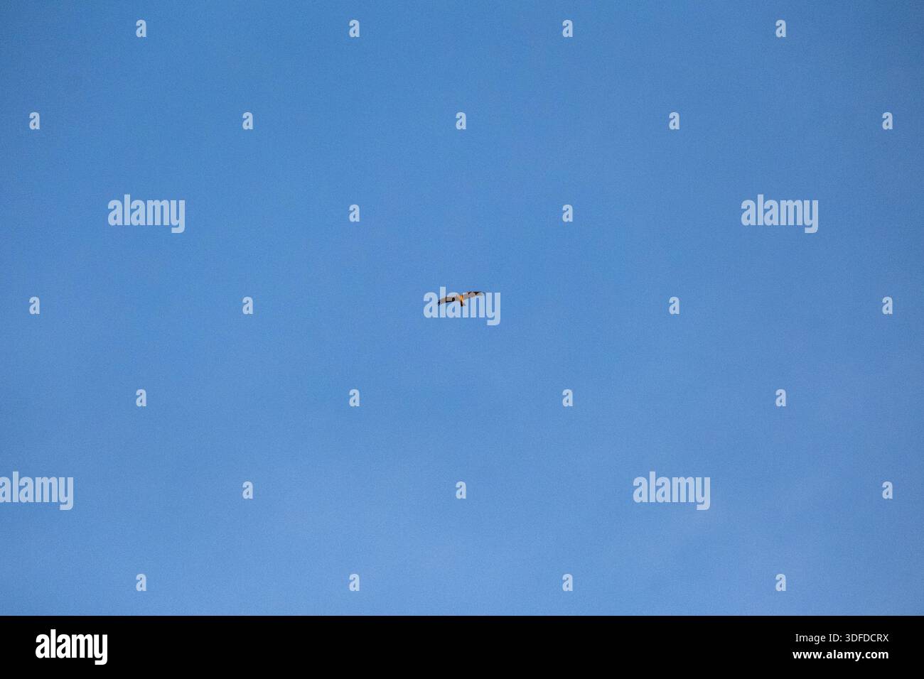 Hintergrundbild eines nicht identifizierten Raubvogels (Aves, mögliche Accipitridae-Familie), der hoch am Himmel über Castelnou in Occitanie in Frankreich fliegt Stockfoto