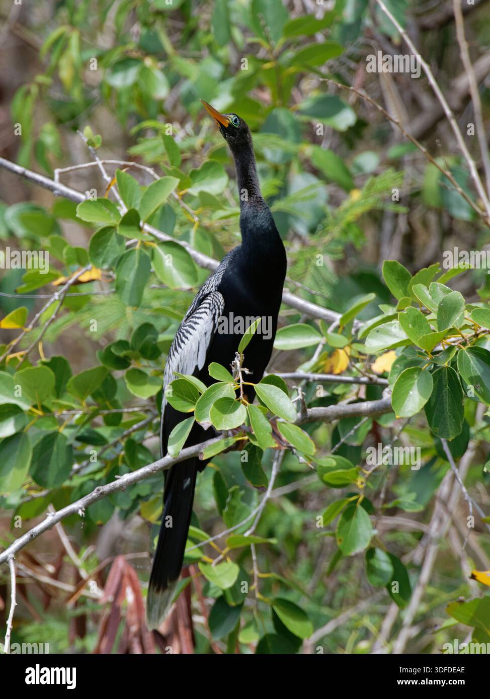 Anhinga / amerikanischer Darter (Anhinga anhinga), erwachsener Mann, der in einem Mangrovenbaum in den Feuchtgebieten der Küste, Tobago, West Indies, März sitzt. Stockfoto