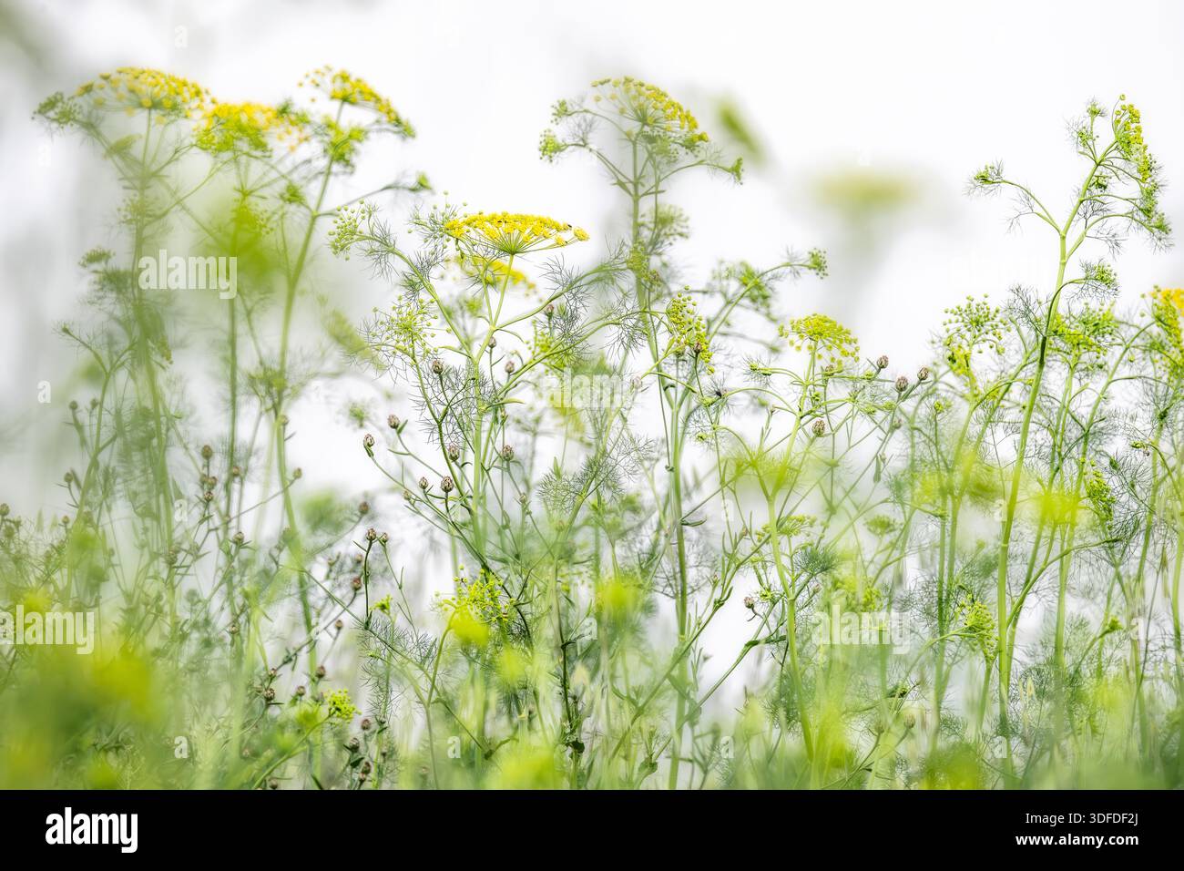 Hochauflösende Nahaufnahme von gelben Dollifer-Blüten vor einem hellen Himmel. Ideal für botanische, Wellness- oder minimalistische Naturhintergründe. Stockfoto