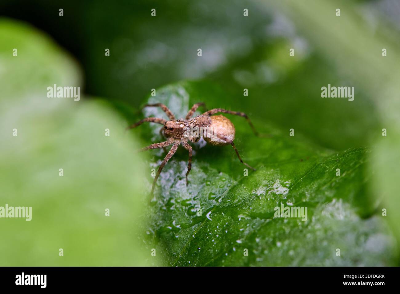 Nahaufnahme der Spinne auf nassem Blatt Stockfoto