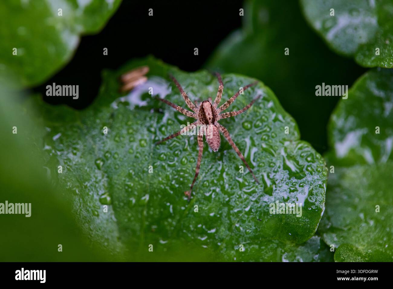 Nahaufnahme der Spinne auf nassem Blatt Stockfoto
