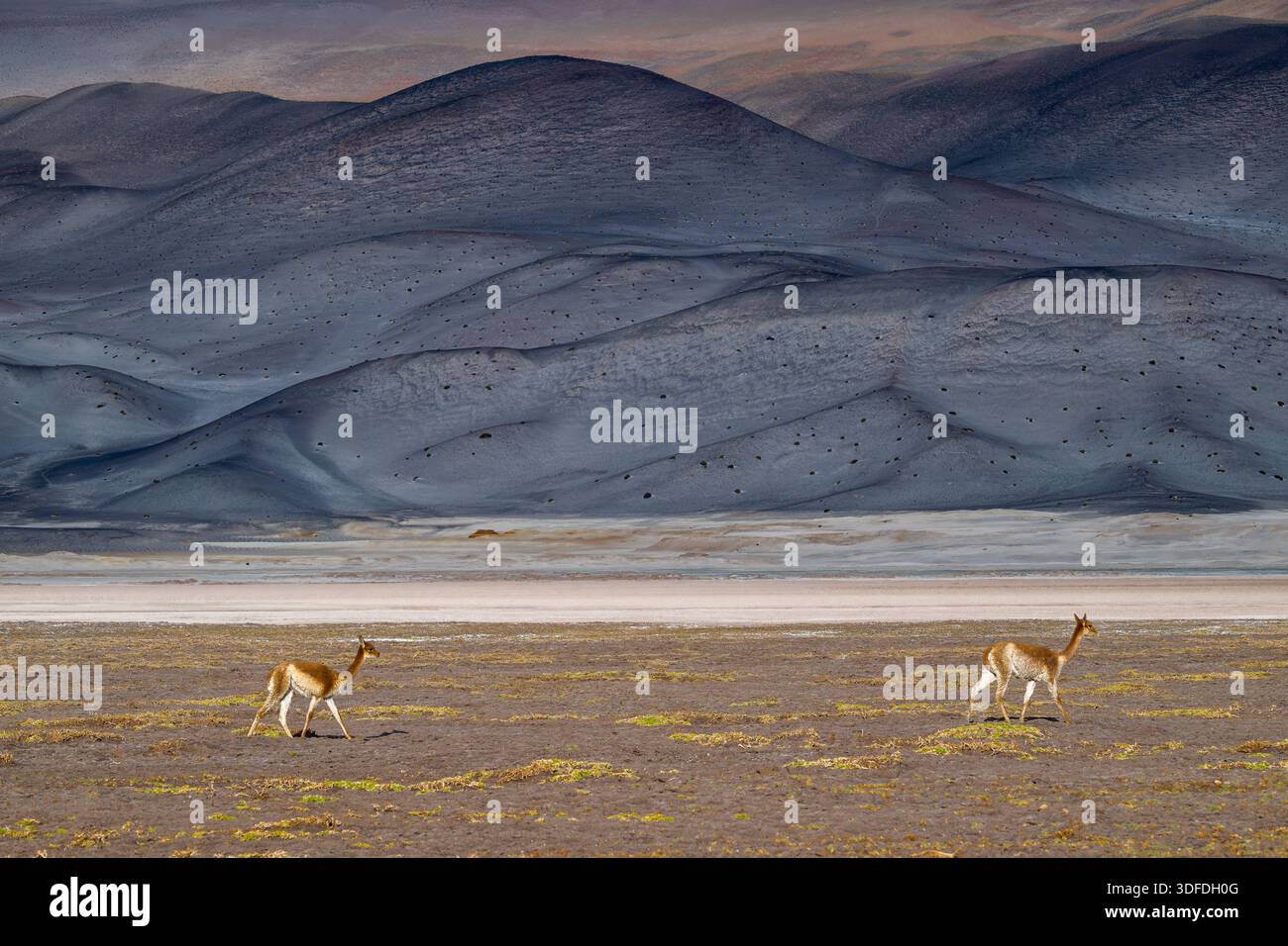 Zwei wilde vicuñas, die durch eine schroffe Ebene vor hügeligen grauen vulkanischen Hügeln in der Puna-Region der Anden laufen. Stockfoto