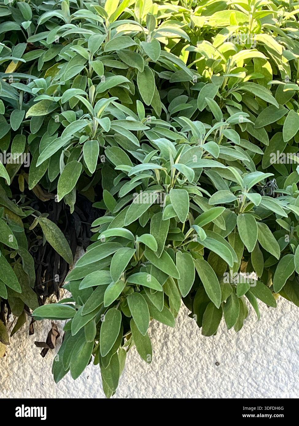Nahaufnahme von Salbei (Salvia officinalis), der im Garten wächst - Smartphone-aufgenommenes Stockfoto
