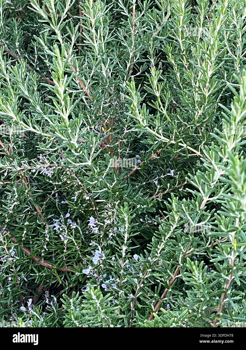 Nahaufnahme von Rosmarin-Kraut im Garten - Smartphone-aufgenommenes Stockfoto