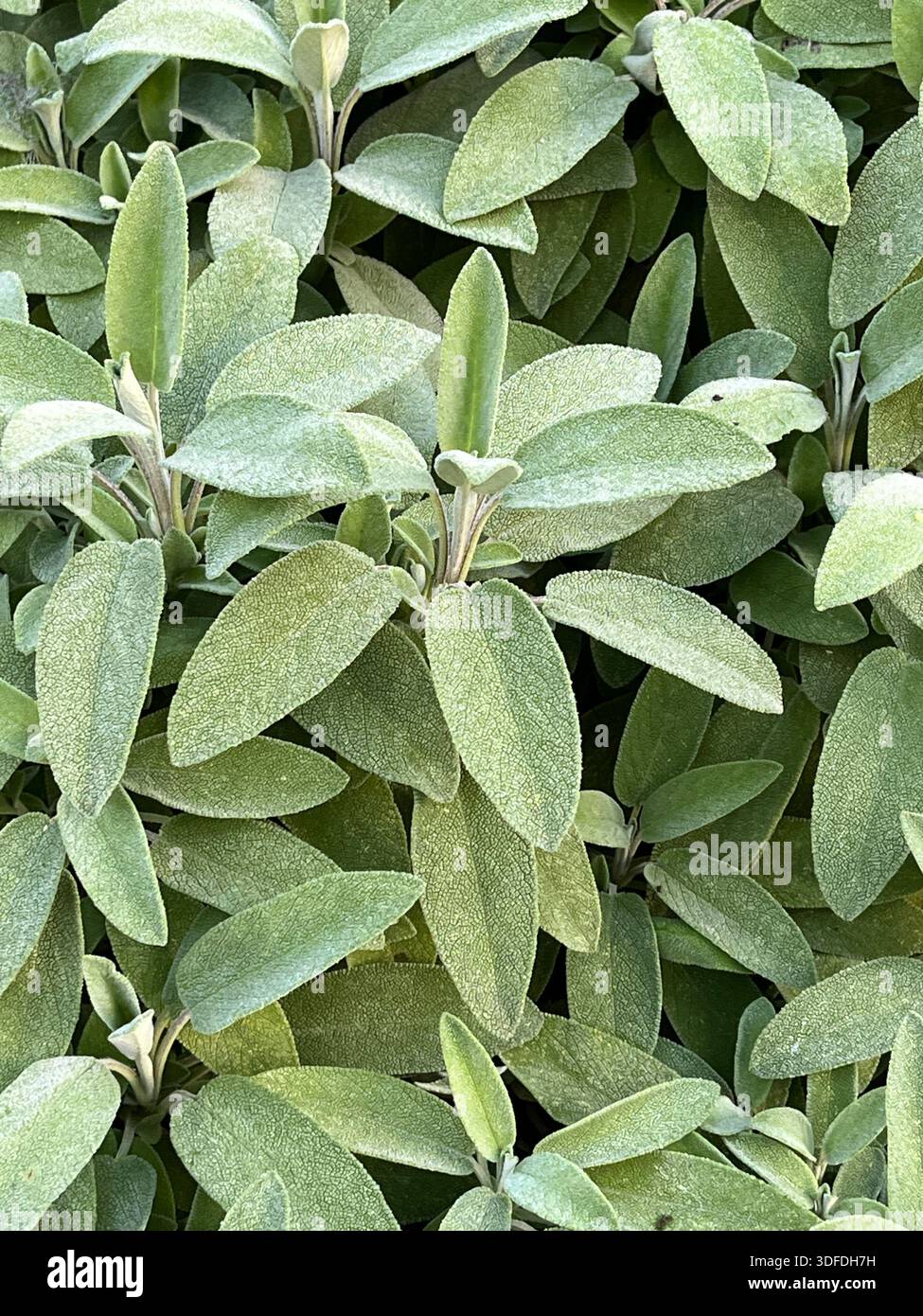 Nahaufnahme von Salbei (Salvia officinalis), der im Garten wächst - Smartphone-aufgenommenes Stockfoto