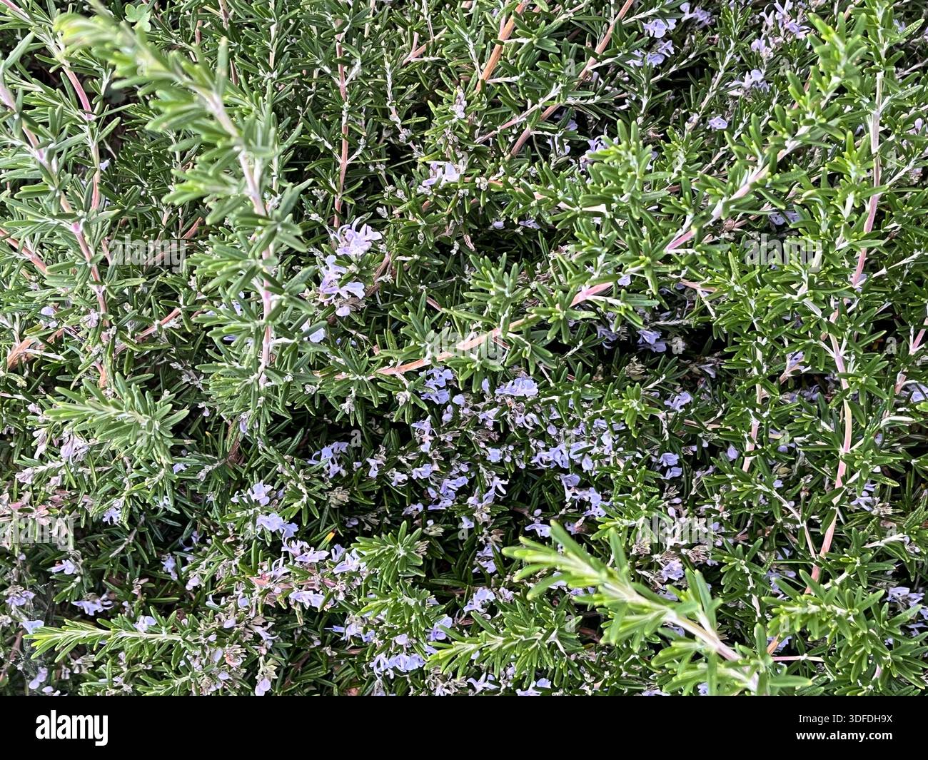 Nahaufnahme von blühender Rosmarin im Garten - Smartphone-aufgenommenes Stockfoto