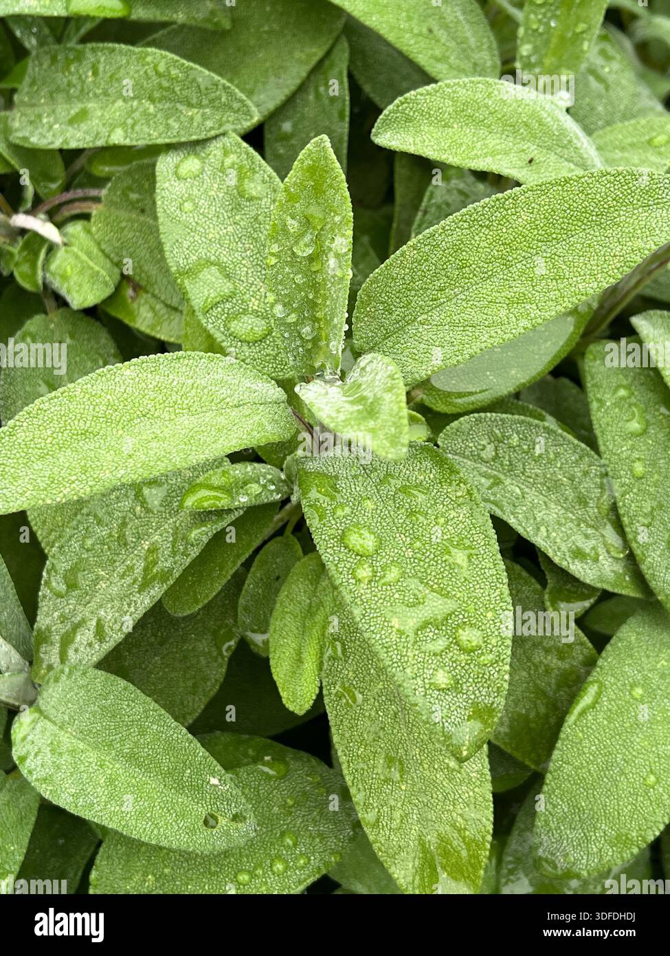 Nahaufnahme von Salbei (Salvia officinalis) mit Regentropfen auf den Blättern - Smartphone-aufgenommenes Stockfoto