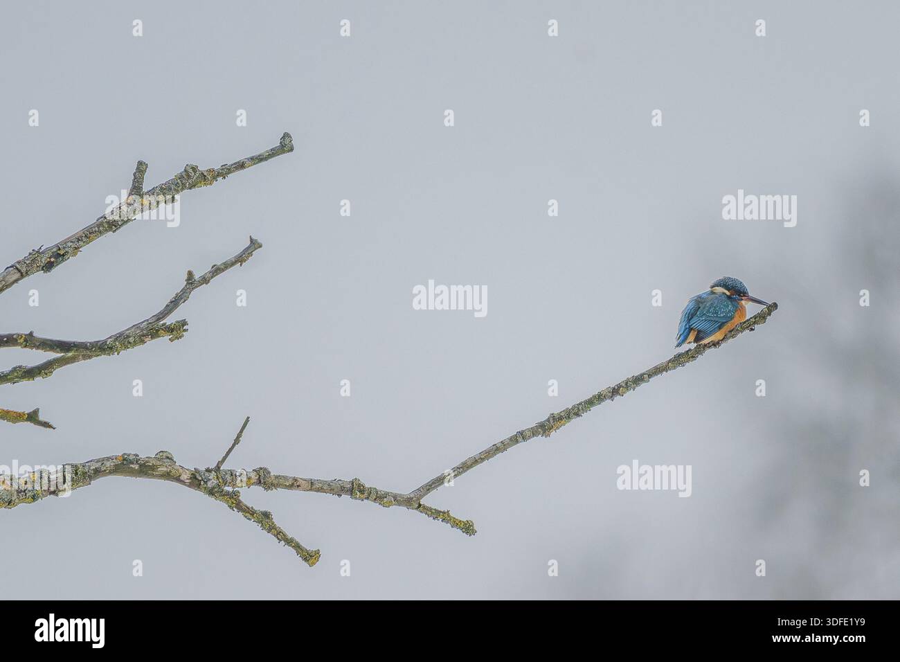 Ein eisvogel (Alcedo atthis) sitzt leise auf einem dünnen Ast. Der Himmel ist grau und bewölkt. Die Szene zeigt die natürliche Umgebung ohne Menschen. Bogen Stockfoto