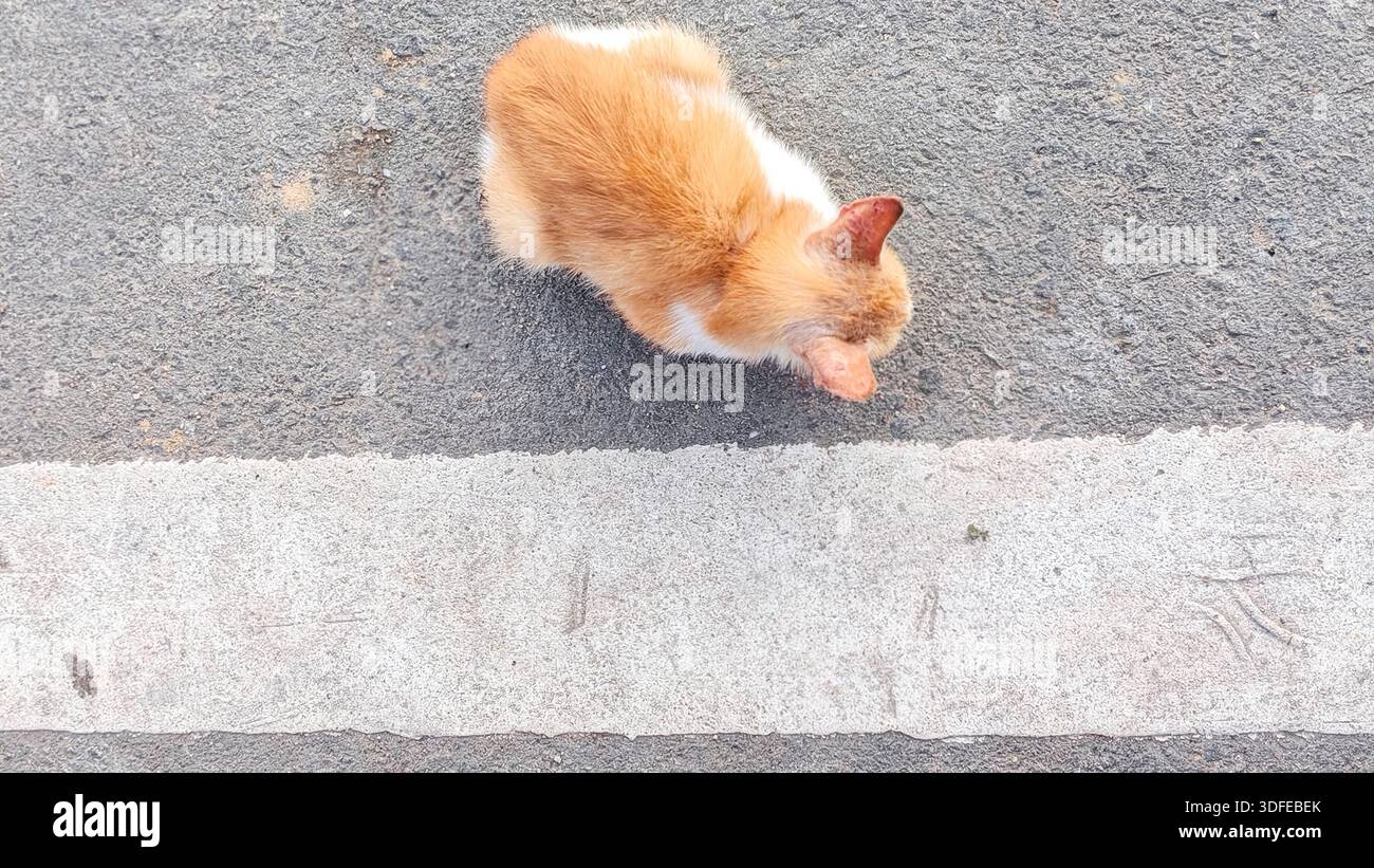 Hochwinkelansicht eines kleinen Ingwer und einer weißen Katze, die auf der Asphalt Road in der Nähe der White Line sitzt Stockfoto