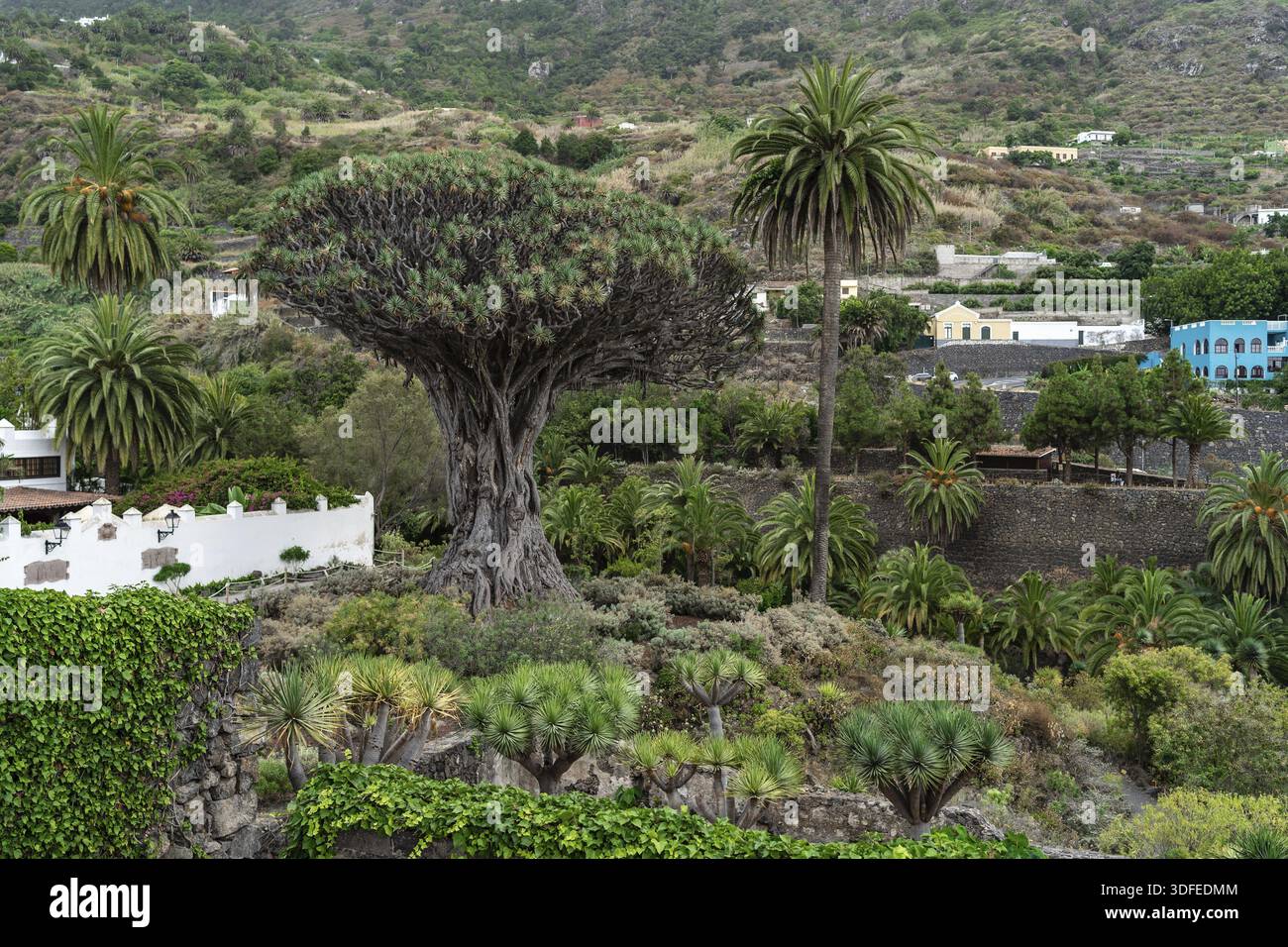 Berühmter Drago Baum (El Drago Milenario) - Icod de los Vinos, Teneriffa, Kanarische Inseln, Spanien Stockfoto