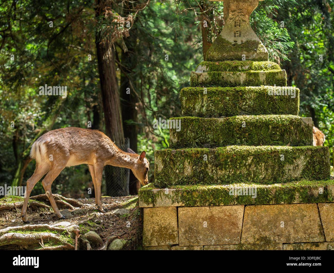 Blick auf ein wildes Hirsch schnüffelt neugierig an einer moosbedeckten Steinlaterne inmitten des verfleckten Sonnenlichts und der tiefen Schatten eines üppigen Waldhains, Nara, ja Stockfoto