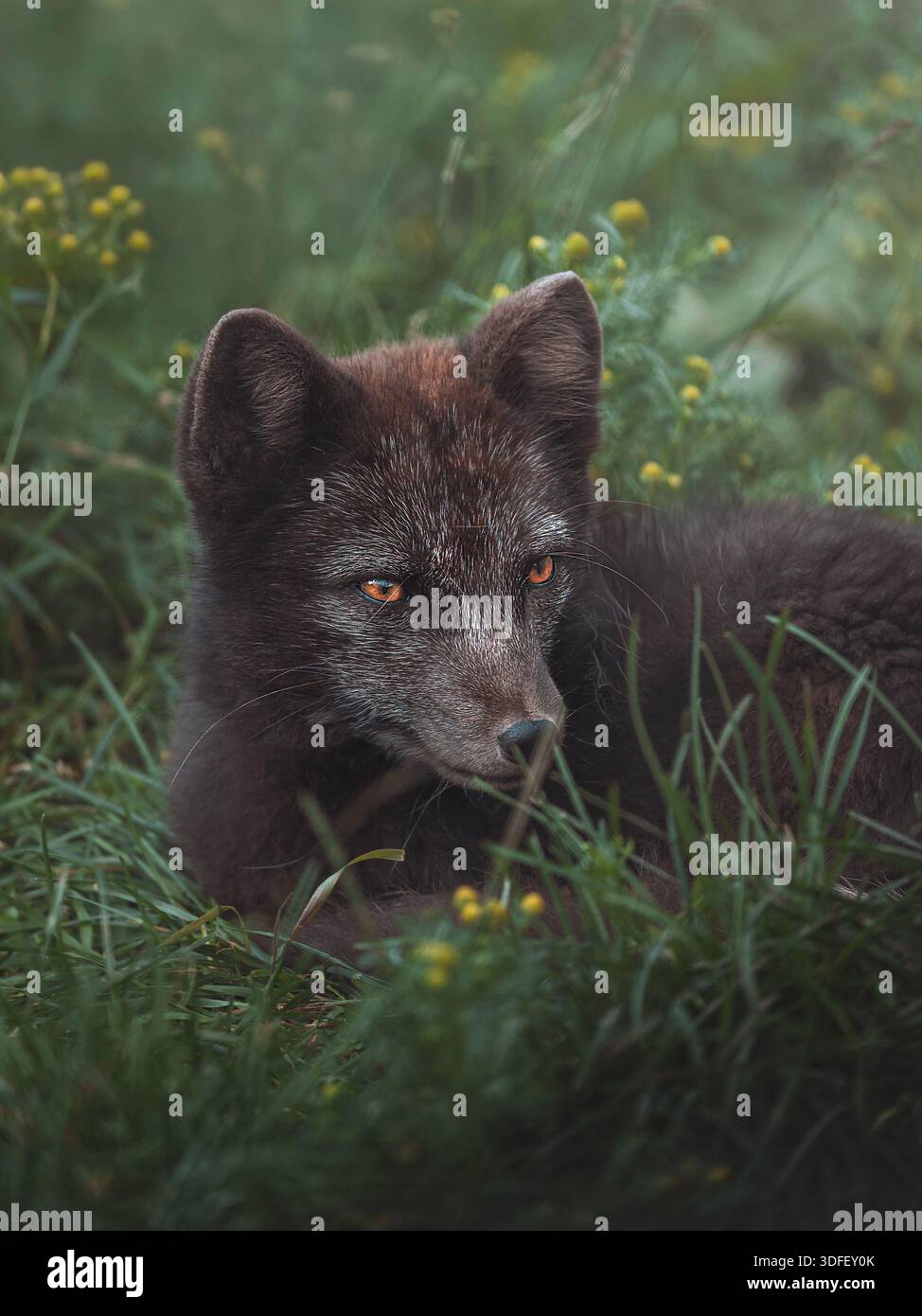 Blick auf einen markanten dunklen Polarfuchs mit stechenden Augen, eingebettet in üppiges grünes Gras und zarte gelbe Blumen, Westfjorde, Island. Stockfoto