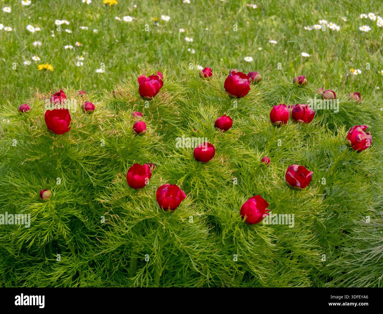 Leuchtend rote Blüten von paeonia tenuifolia, auch bekannt als Steppenpfingstrose oder Farnblattpfingstrose mit zartem Federblattwerk. Seltene dekorative Frühlingsblume in Stockfoto
